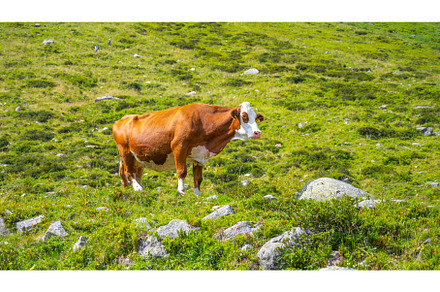 Brown and white spotted cow in, an Animal Photo by pytyczech