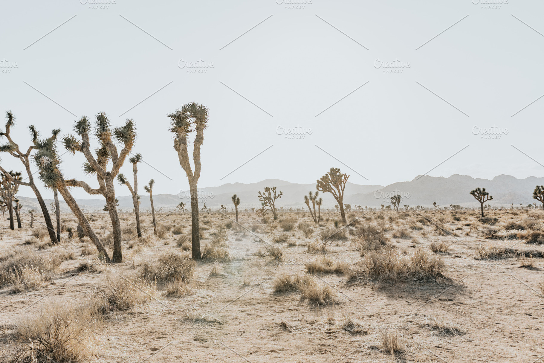 Wide Joshua Tree Landscape, a Nature Photo by remi + tori