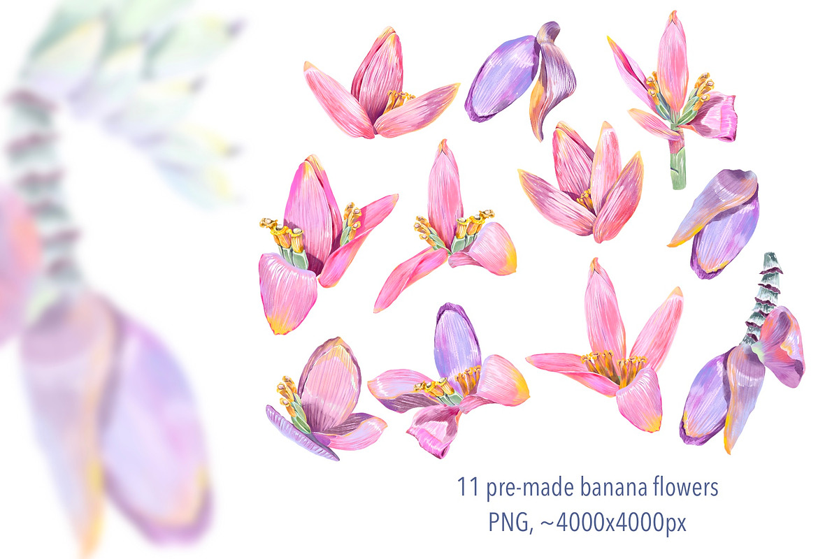 Banana blossom plants Watercolor set, an Illustration by Shabbypie (Photo 3 of 13)