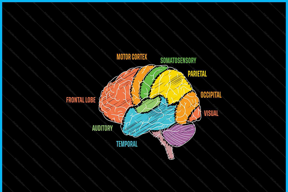 Parts Of The Brain Anatomy SVG PNG