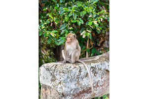 Monkey at angkor wat in cambodia stock photo containing cambodia and monkey, an Architecture Photo by Leonid Andronov