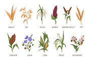 Cereal plants set + backgrounds, a Food Illustration by Good Studio (Thumbnail 2 of 6)