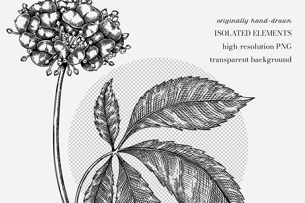 Adaptogenic & Medicinal Plants Set, a Healthcare Illustration by Yevheniia (Photo 6 of 9)