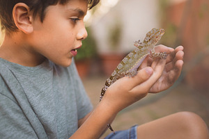 Child holding gecko in hands, a Person Photo by DanFLCreativo