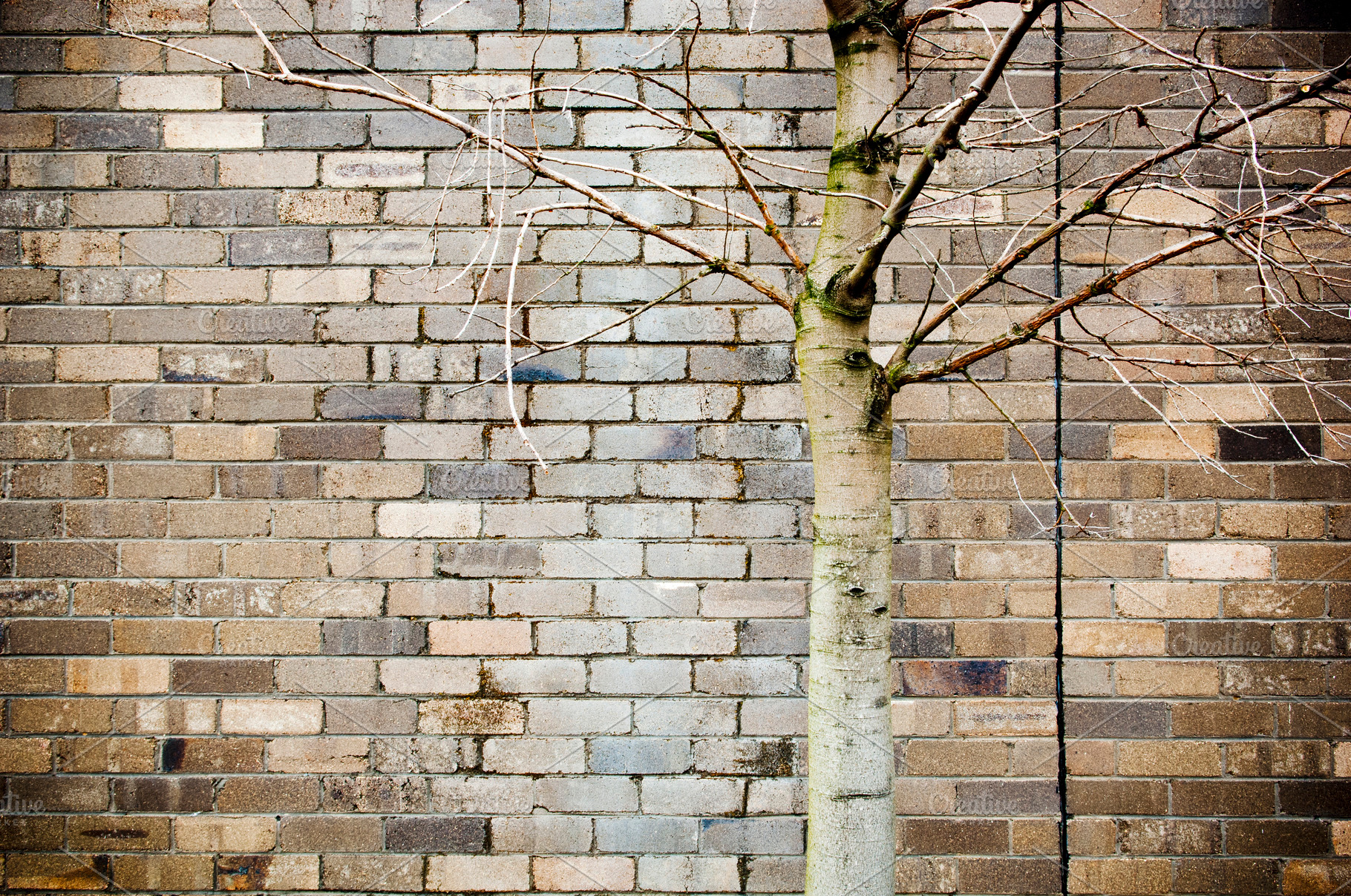 Tree With Brick Wall Background, a Wallpaper Photo by THP Creative