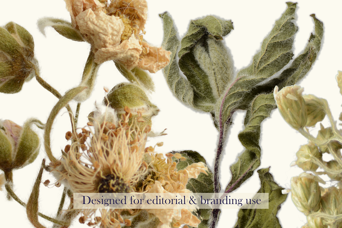 Airy Meadow – Dried Rose & Meadow Se, an Object Graphic by Aga Silva (Photo 2 of 7)