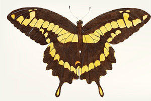 Hand Drawn Of Brownish-black Papilio