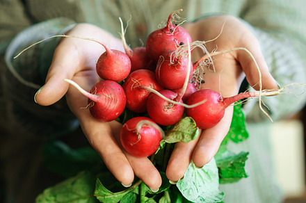 Organic vegetables farmers hands with freshly harvested vegetables containing, a Food & Drink Photo by amizadon