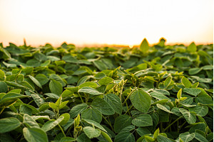 Close-up of soybean plants, an Animal Photo by volodymyrshtun13795
