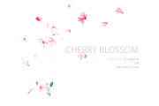 Cherry blossom, a Person Illustration by Knysh Ksenya (Thumbnail 4 of 7)