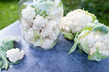Fermentation of cabbage cauliflower, a Food & Drink Photo by WildStrawberry Magic