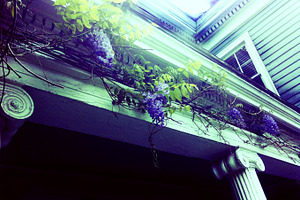 Blooming Wisteria On Historic House