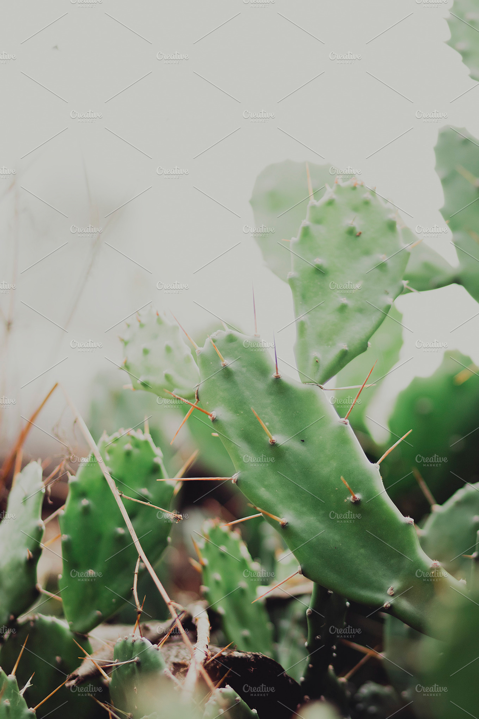 Thorny cactus photo, a Nature Photo by René Jordaan Photography