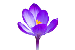 Macro shot of spring violet flower crocus, a Nature Photo by Vapi