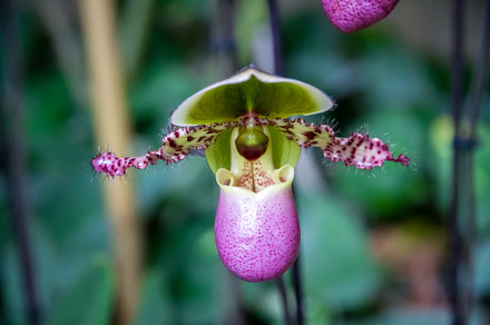 Orchid flower, Hybrid American Paphiopedilum, a Background Photo by GoodGoods