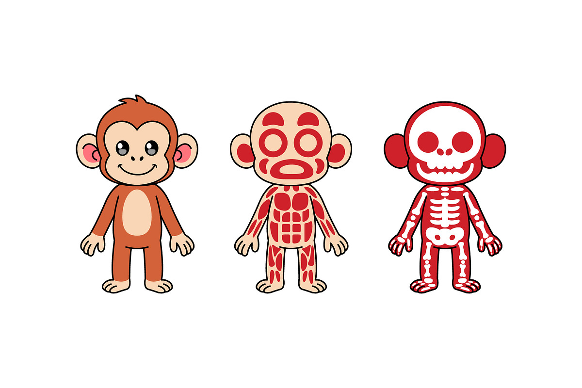 Cute Monkey Anatomy Illustration Set, an Animal Illustration by Jaysx1