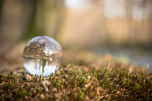 Forest worlds stock photo containing forest and nature