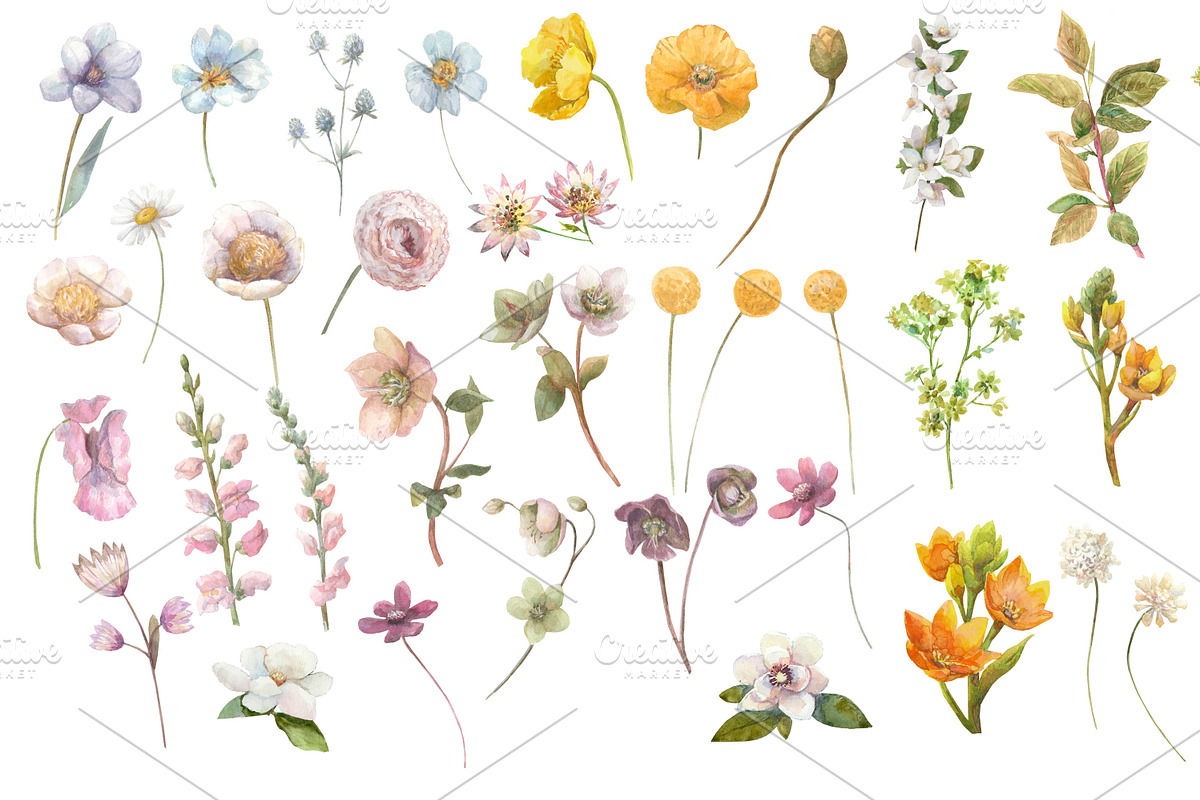 Watercolor Wild Summer Flowers., an Illustration by yulia.sukhanova (Photo 3 of 5)