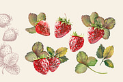 Berries, a Food Illustration by Jeanna Draw (Thumbnail 6 of 12)