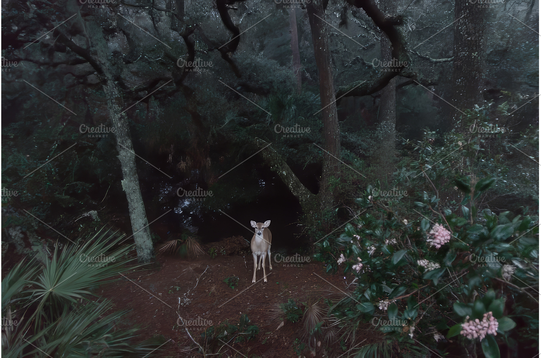 Facing the camera, a red brocket is, an Animal Photo by ZinetroN