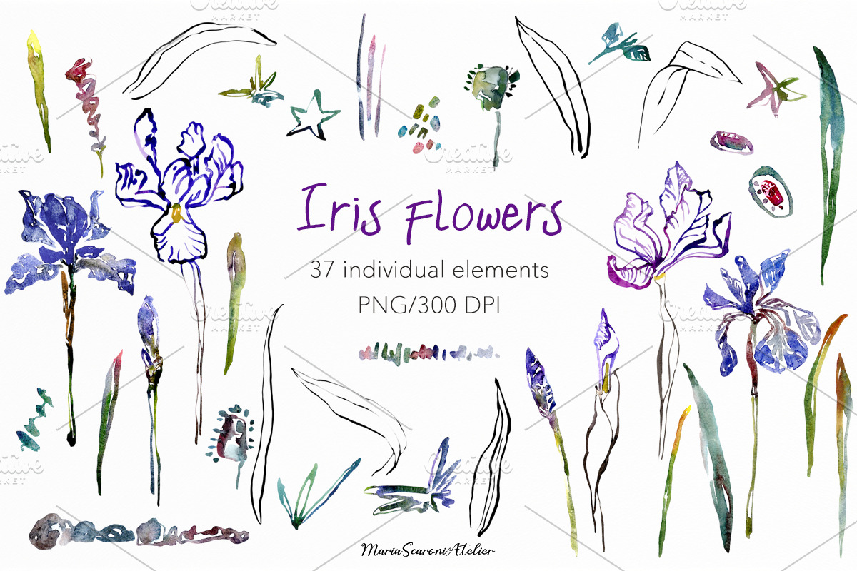 Watercolor Iris Flowers Clipart, a Decorative Illustration by MariaScaroniAtelier (Photo 2 of 6)