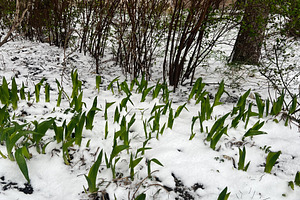 Spring shoots emerging through snow in a garden against bare branches and trees, a Photo by AS photostudio