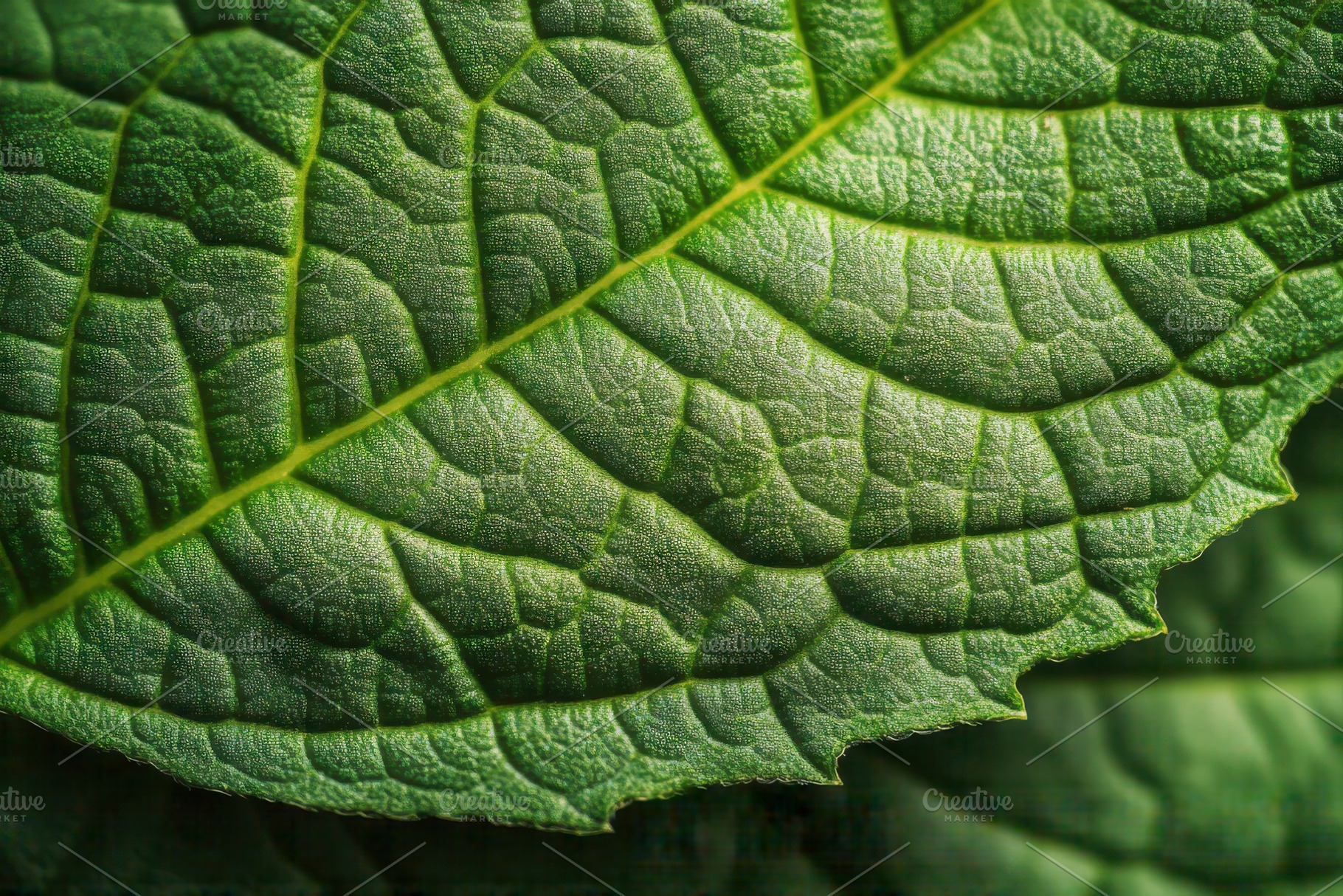 Green Leaf Macro Close Up Nature Tex, a Photo by Pixeness Studio