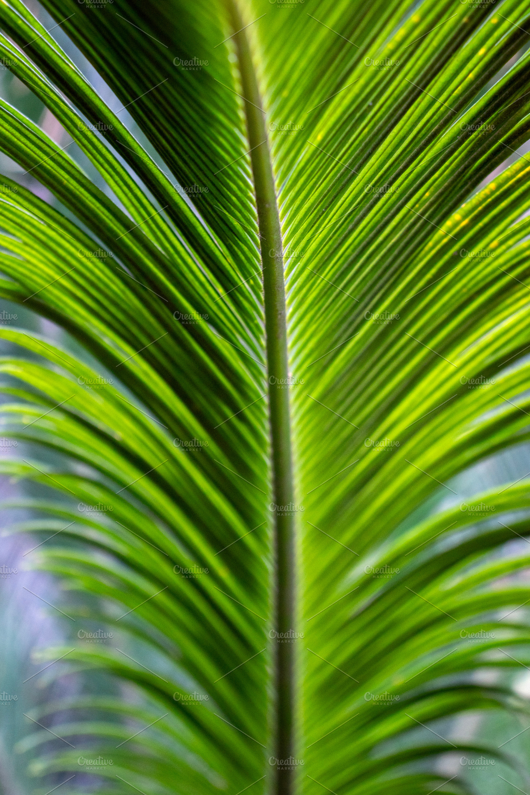 A close-up of a bright green palm, a Nature Photo by Schreibikus