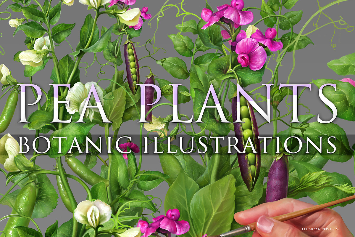 Pea Plant. Botanic Illustrations set, an Education Illustration by Eldar Zakirov's (Photo 1 of 6)