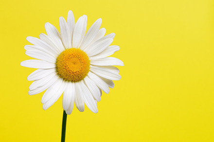 Daisy Flower Closeup preview 5