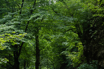 A road in a green forest.