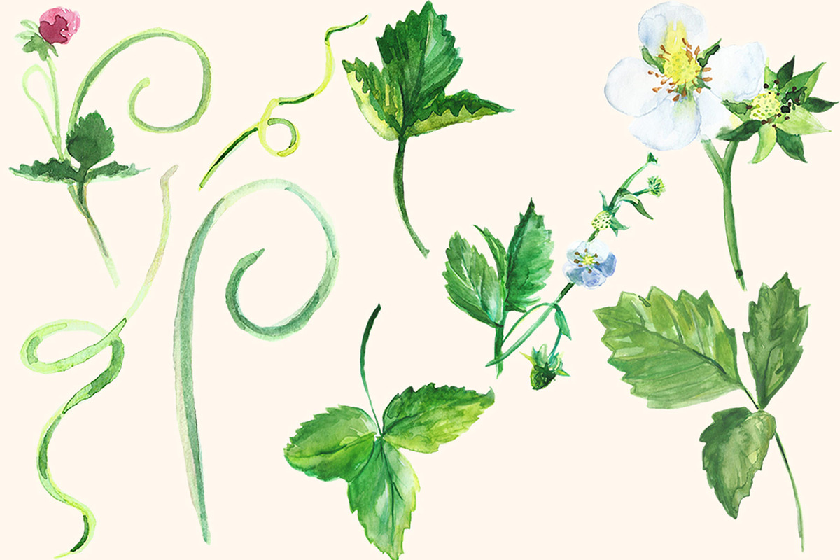 Watercolor Strawberry Clip art, a Food Illustration by DollyPotterson (Photo 5 of 8)