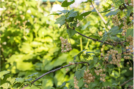 Brush of white currant berries and, a Food & Drink Photo by Diary of impressions