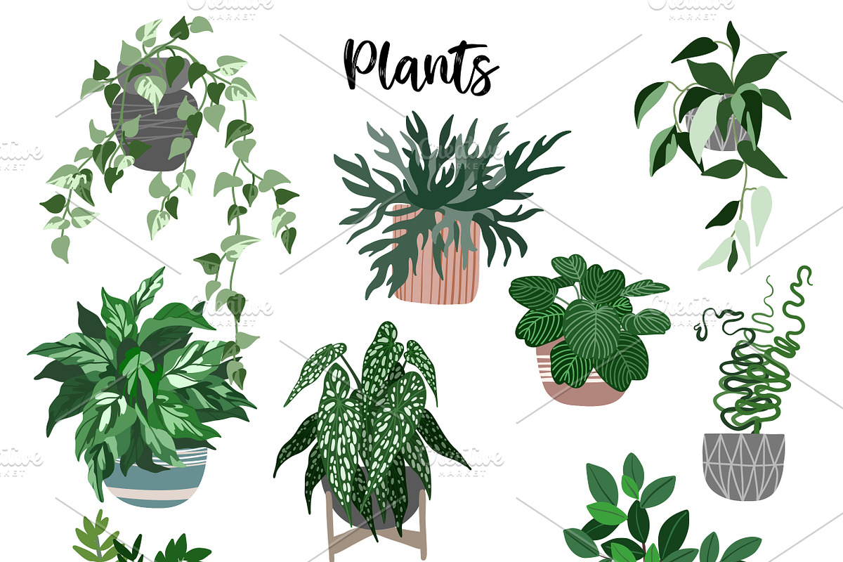 Indoor Plants, Vector Set, an Object Graphic by JSolomatina (Photo 2 of 13)
