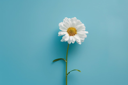 The delicate white petals of a daisy, a Photo by Tanuart