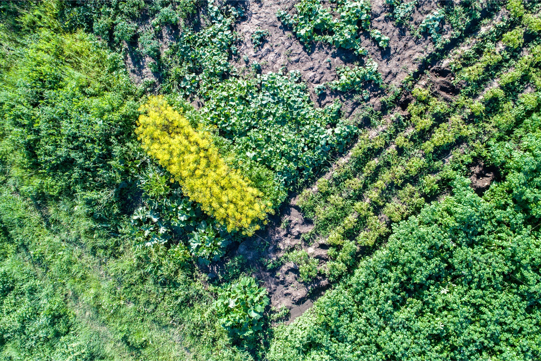 Plants of potato, zucchini, cucumbers and dill in a field in Kursk, a Nature Photo by Leonid Andronov