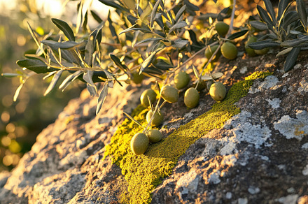 Natural Textured Rock with Olive, a Nature Photo by Virgo Studio