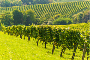 Hills Of vines on Vineyard In South, a Nature Photo by MadPhotos