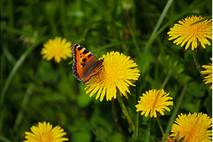 Dandelion flower meadow with, a Nature Photo by Nature and travel