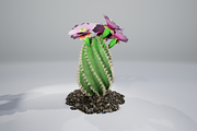Spiral Cactus, an Environmental 3D Model by AndrewWhite (Thumbnail 11 of 13)
