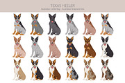 Texas Heeler dog, an Animal Illustration by pet design shop (Thumbnail 3 of 6)