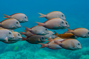 Tropical fish swimming in reef