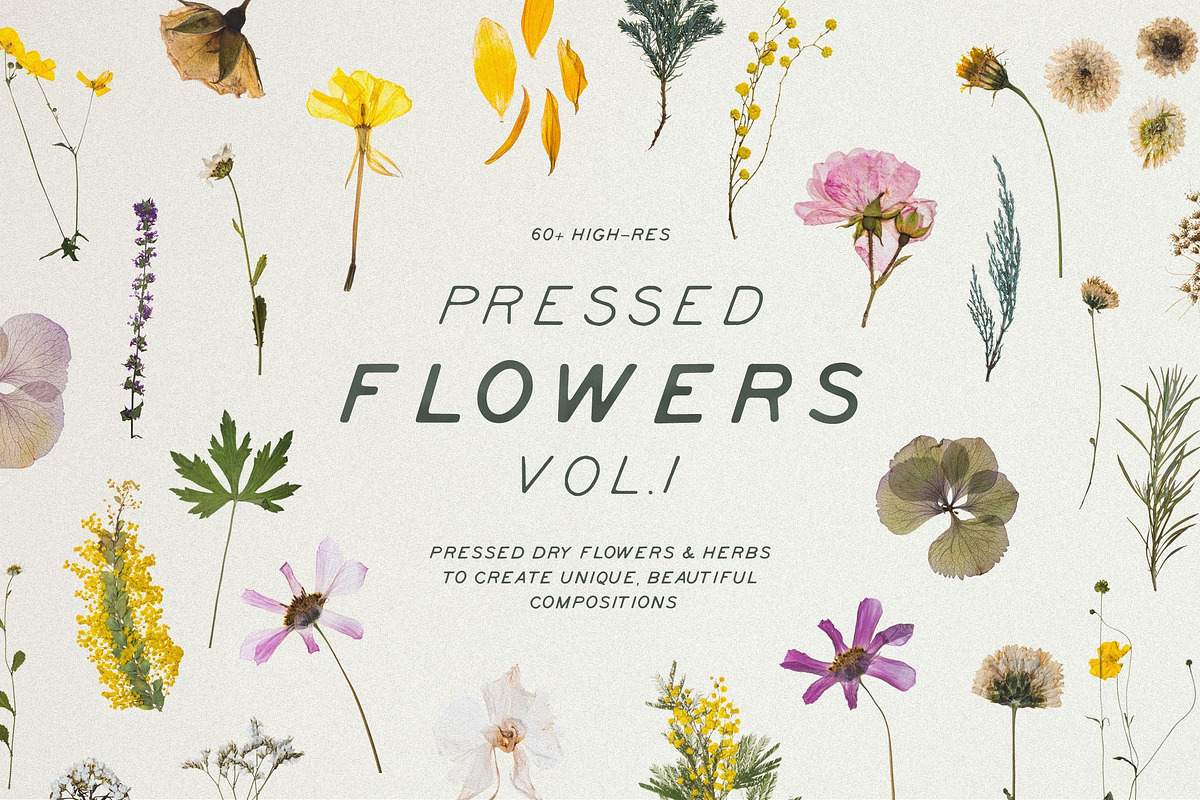 BUNDLE - Dry Flowers & Leaves, an Object Graphic by Sparrow & Snow (Photo 3 of 28)