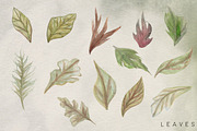 Succulent Blooms Watercolor Images, a Texture Illustration by Fire Spark Studio (Thumbnail 3 of 9)