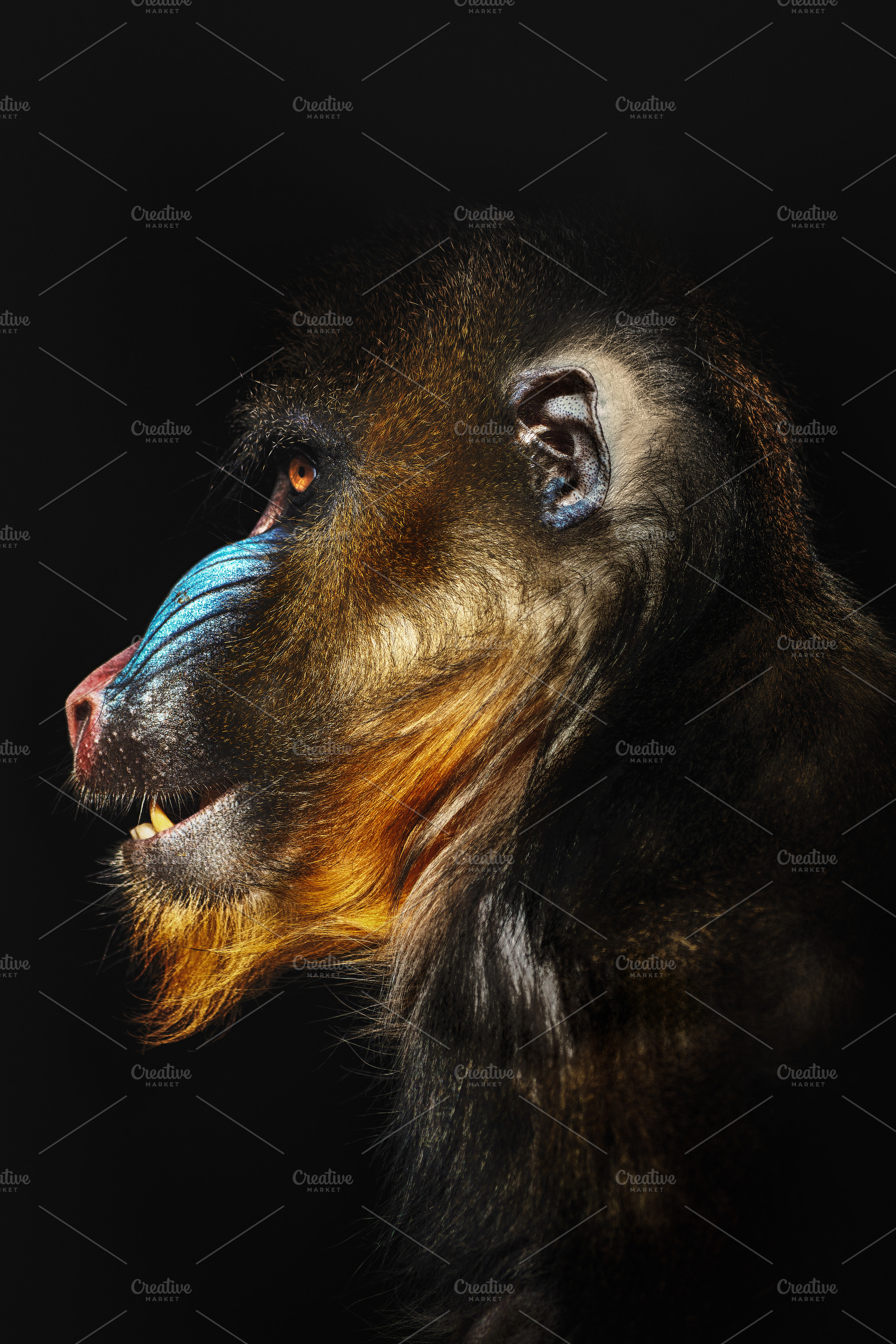 Expressive profile of a mandrill wit, an Animal Photo by Perpis