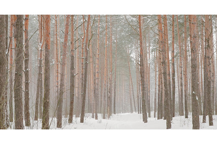 4K Beautiful Snowy White Forest In, a Nature Photo by Our Amazing World