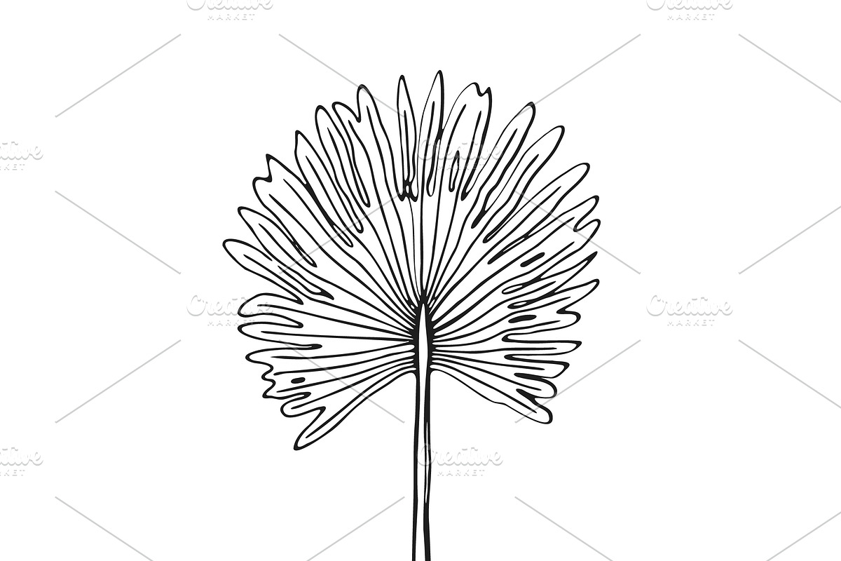 Palm Leaves svg, Botanical png, a Decorative Illustration by Watercolor_Vector Graphic (Photo 12 of 25)