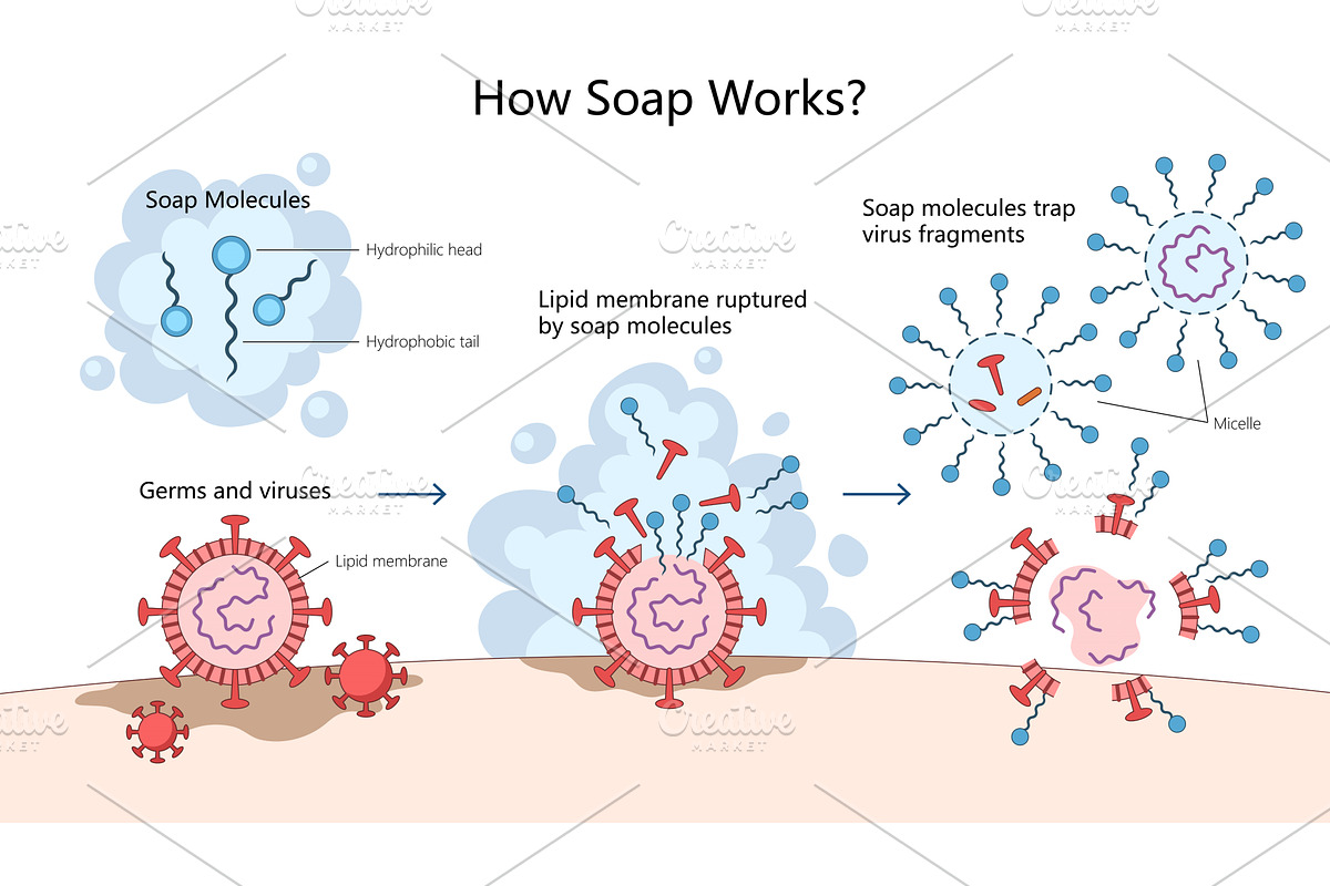 How Soap Destroys Germs and Viruses, an Illustration by AlexArt
