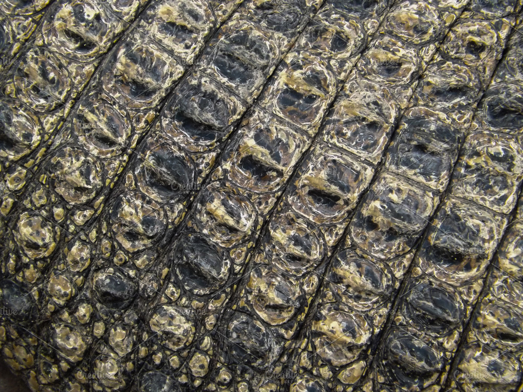 Alligator Skin Texture, an Animal Photo by alyaphotoworks