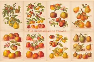 Rare! The Herefordshire Pomona